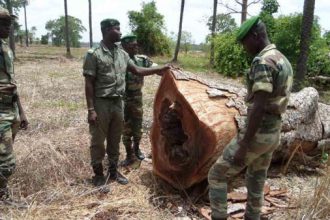 Sénégal : de l’urgence d’équiper les services forestiers et de réformer notre politique environnementale